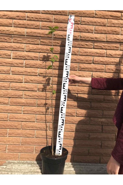 Фундук звичайний Косфорд - вис.80-120см/Ø10-15см